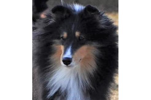 販売中のシェットランドシープドッグ(シェルティ)の親犬